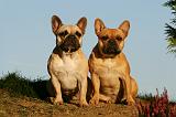 BOULEDOGUE FRANCAIS 1153